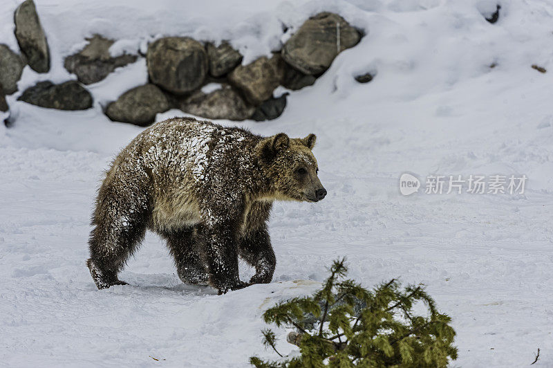 灰熊(Ursus arctos horribilis)，也被称为银头熊，灰熊，或北美棕熊，是棕熊(Ursus arctos)的一个亚种。在冬天的时候。